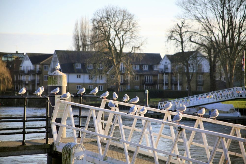 A flock of seagulls perched in a line along dock railings