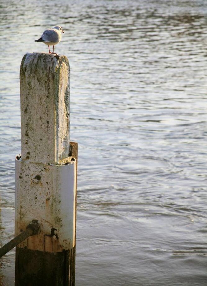 A seagull perched on a wooden pole in the water