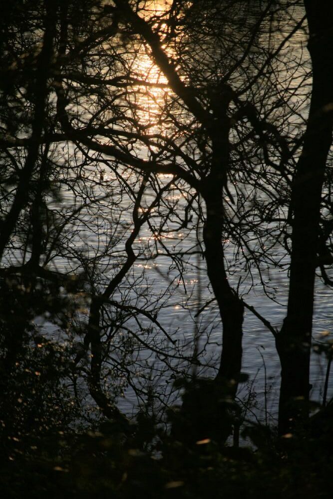 Shimmering water seen through the silhouettes of tree branches at dusk