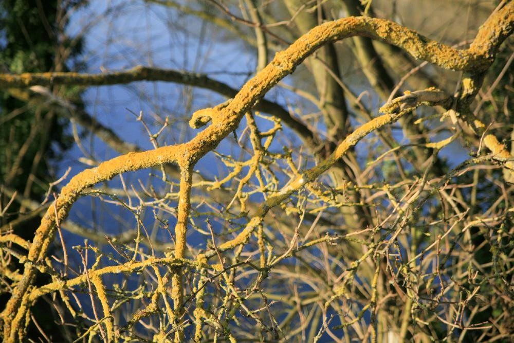Moss-covered tree branches in the foreground with blue water visible in the background