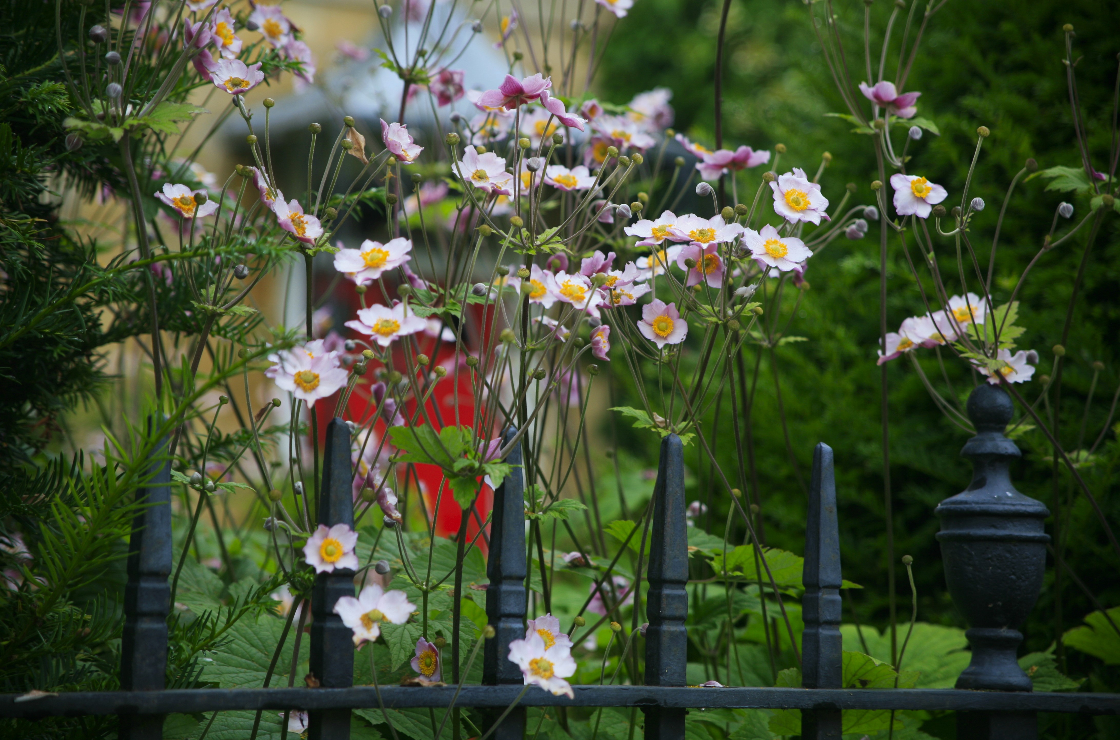 Pink flowers and other greenery growing around a wrought iron fence