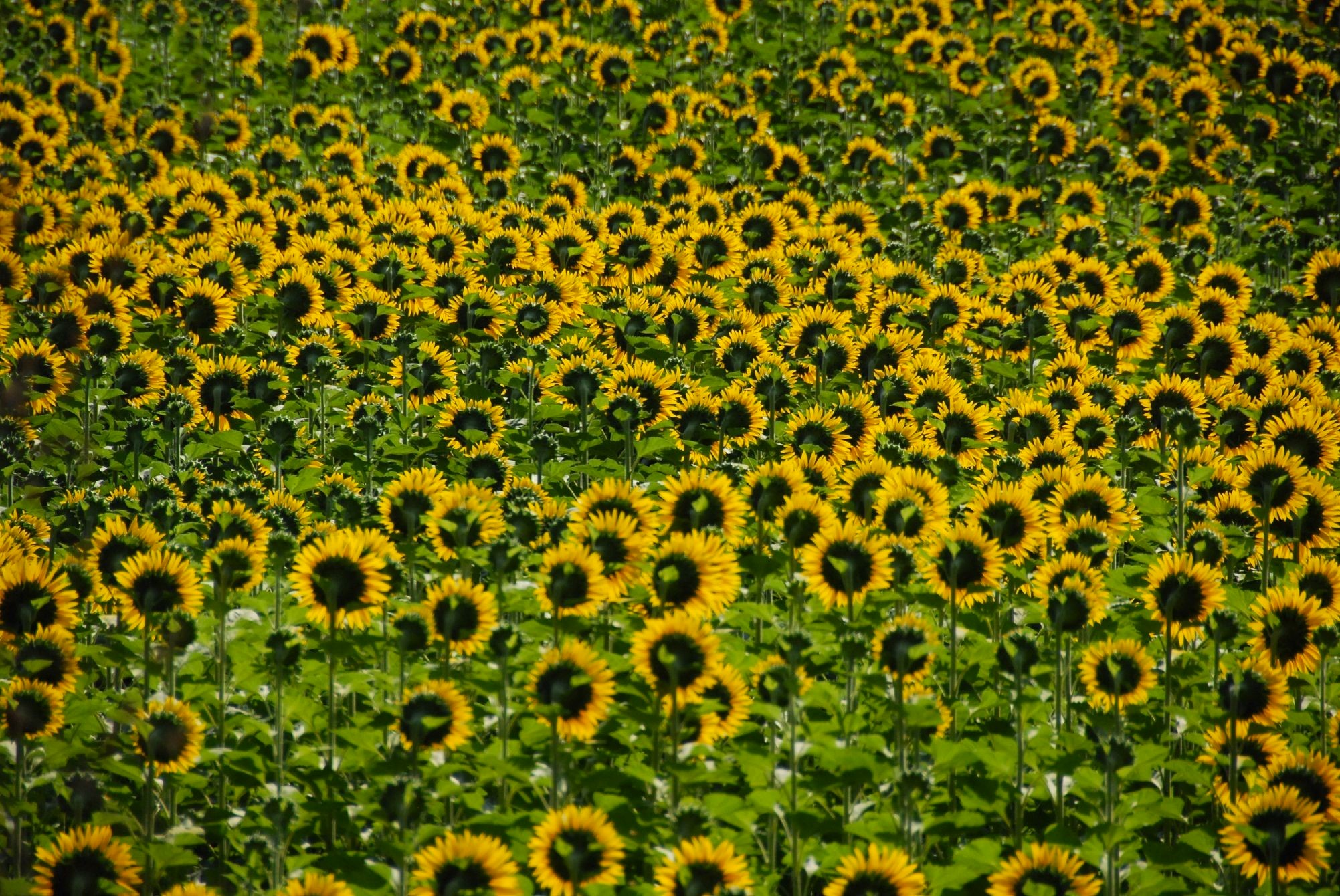 A field full of sunflowers