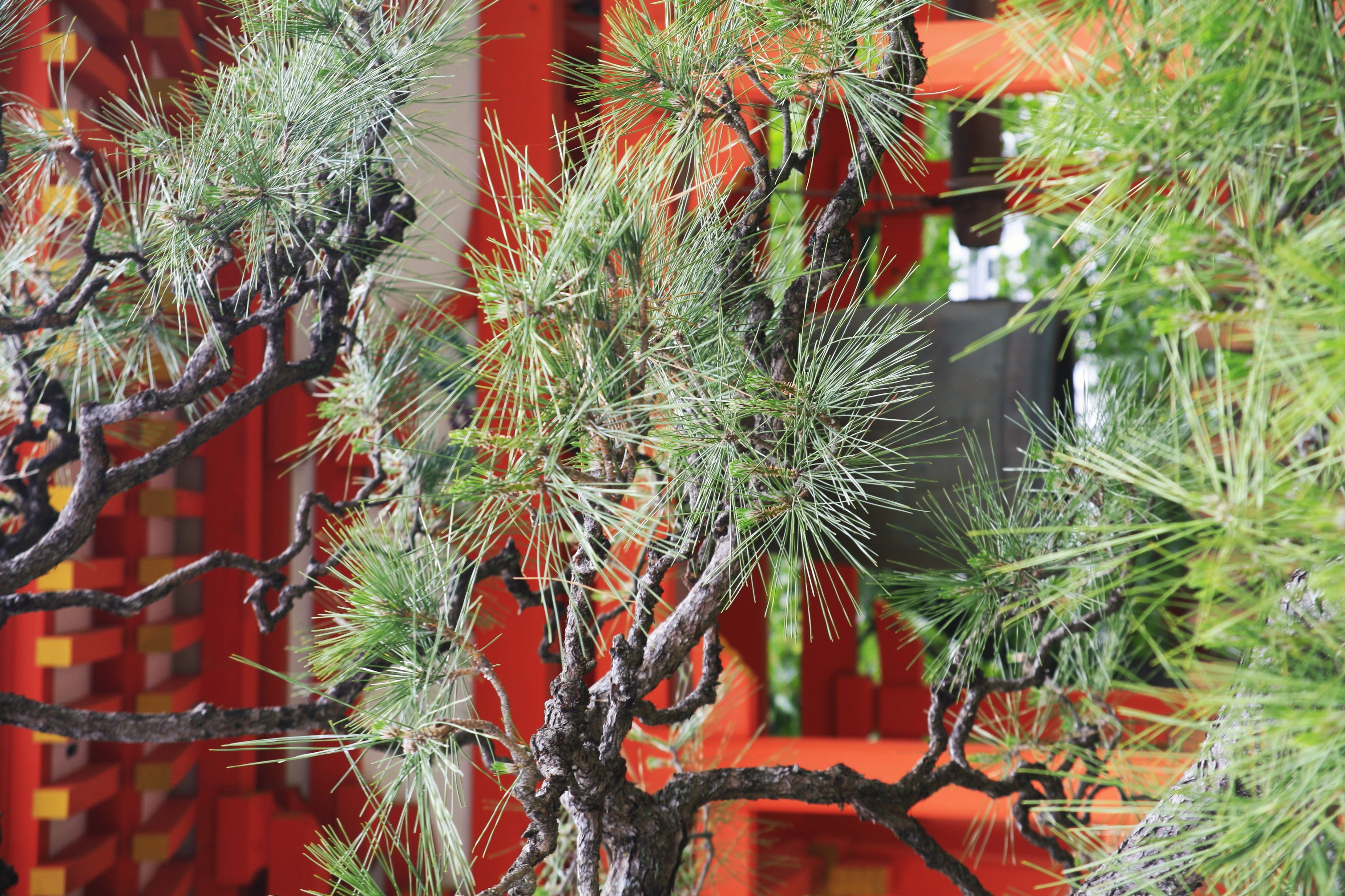 Pine tree branches against the red wall of a pagoda