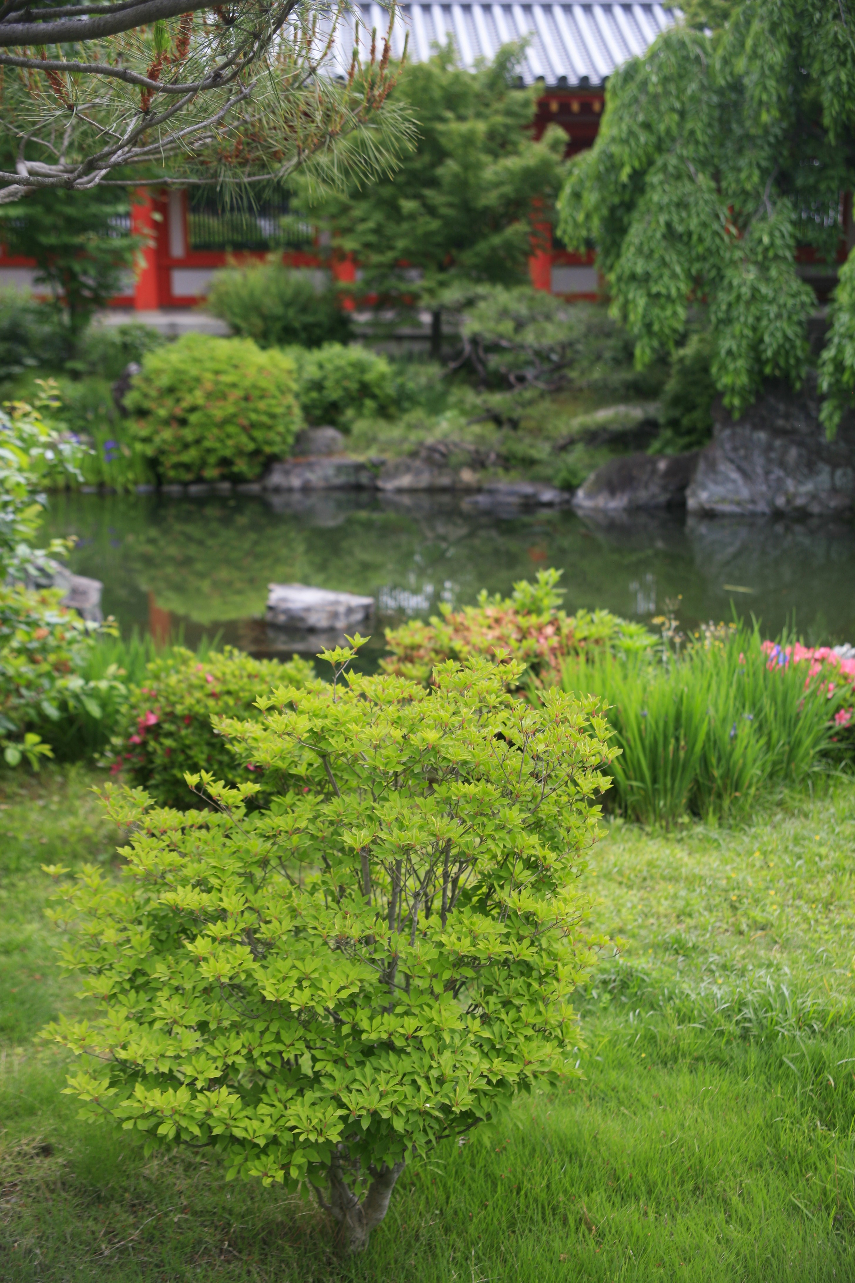 A green shrub in the foreground of a garden