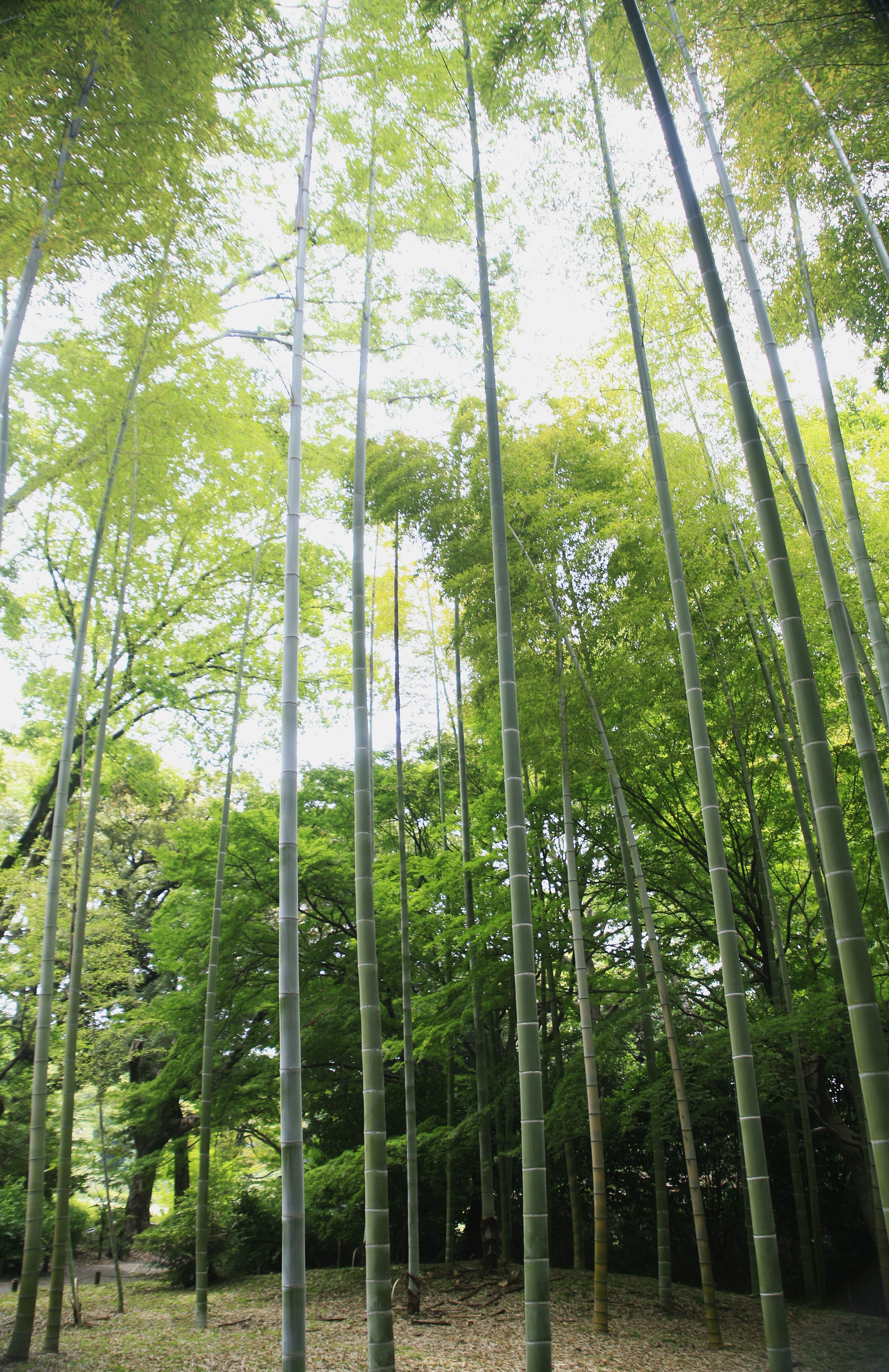 A stand of green bamboo trees