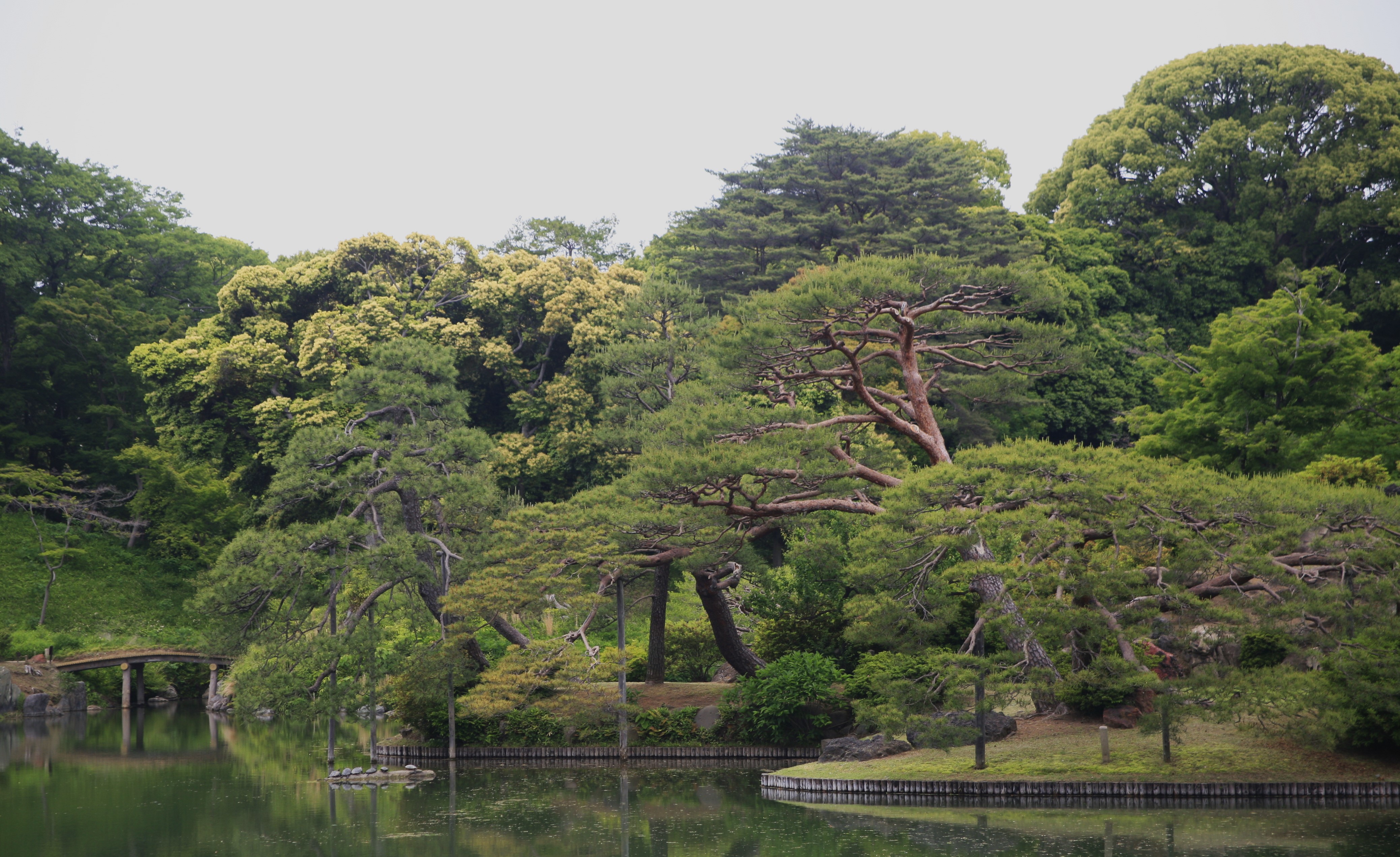 A stand of trees hang over a reflective pond