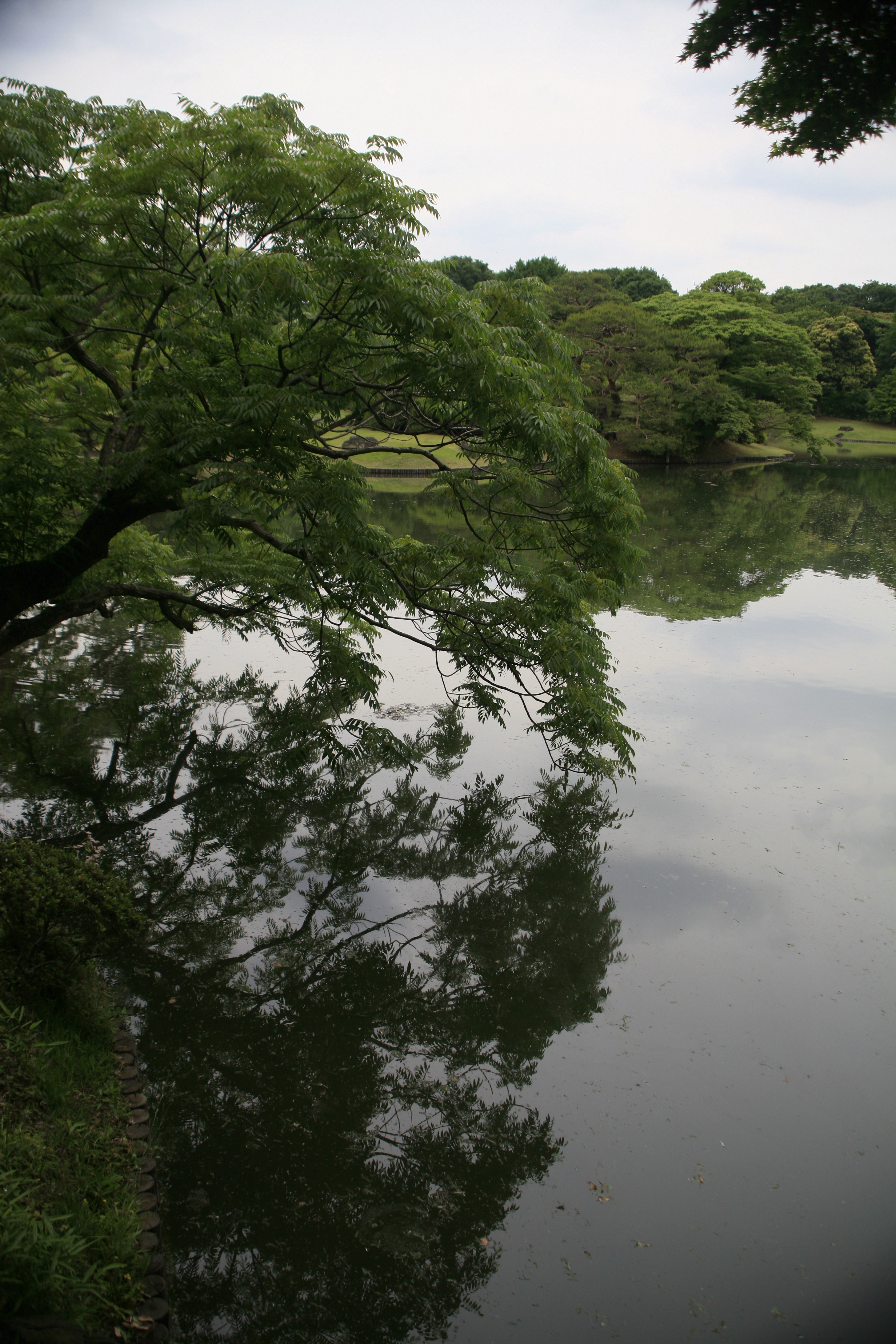 A large tree hangs over a pond, its branches reflected in the still water
