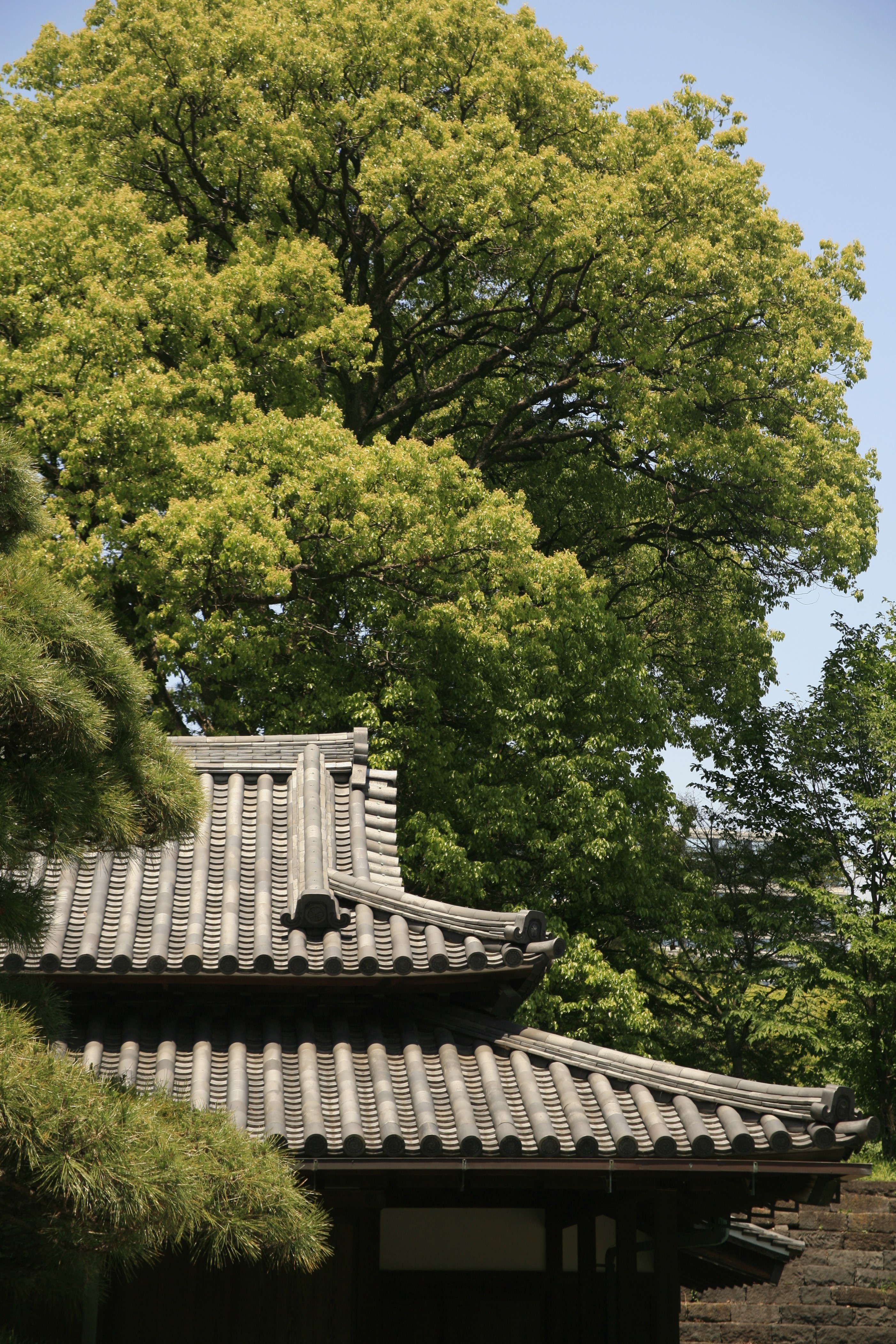 The roof of the Imperial Palace peeks between bright green tree branches which tower above