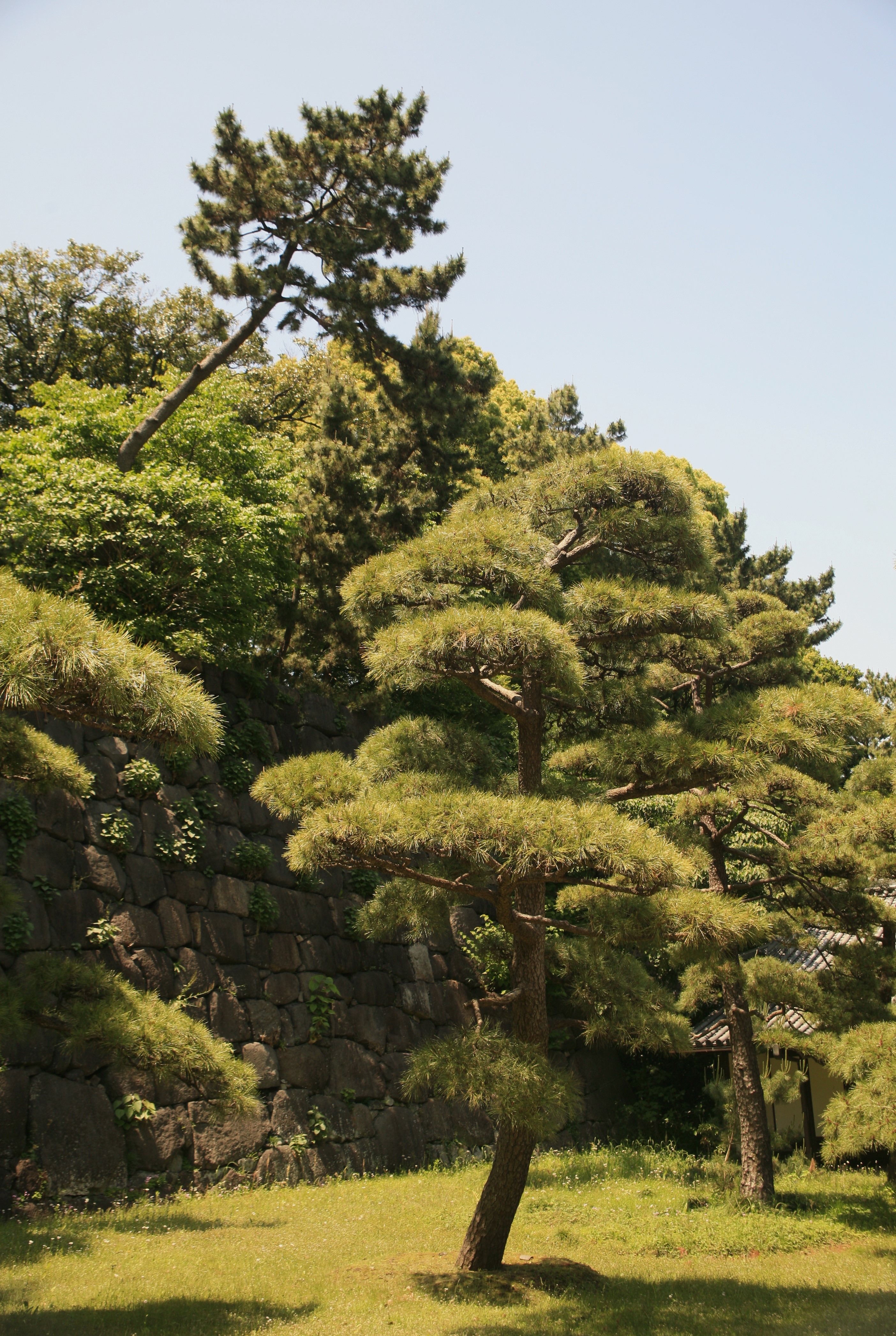 Vibrant green trees in a park on a sunny day