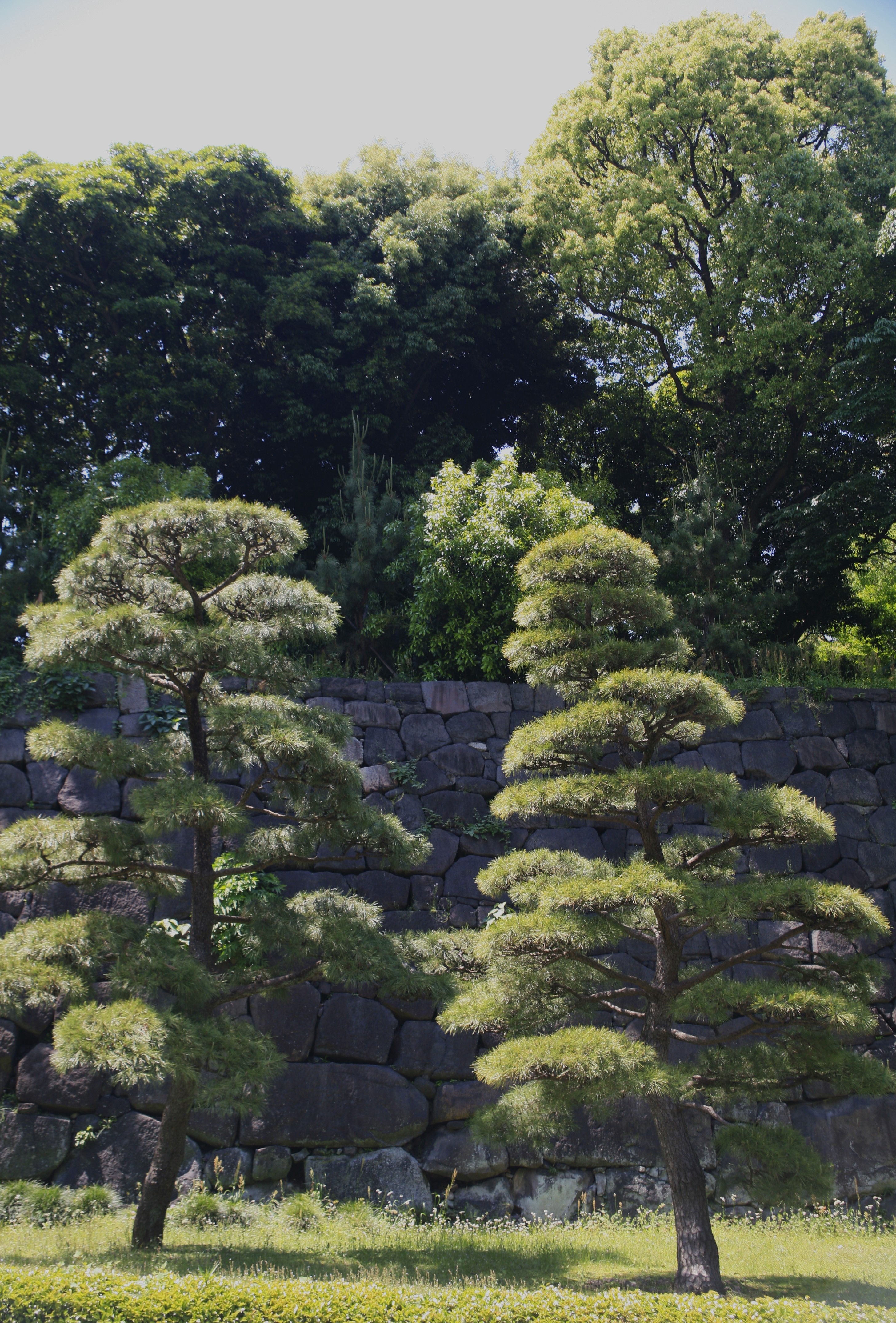 Two trees grow side by side like twins among green grass in a park