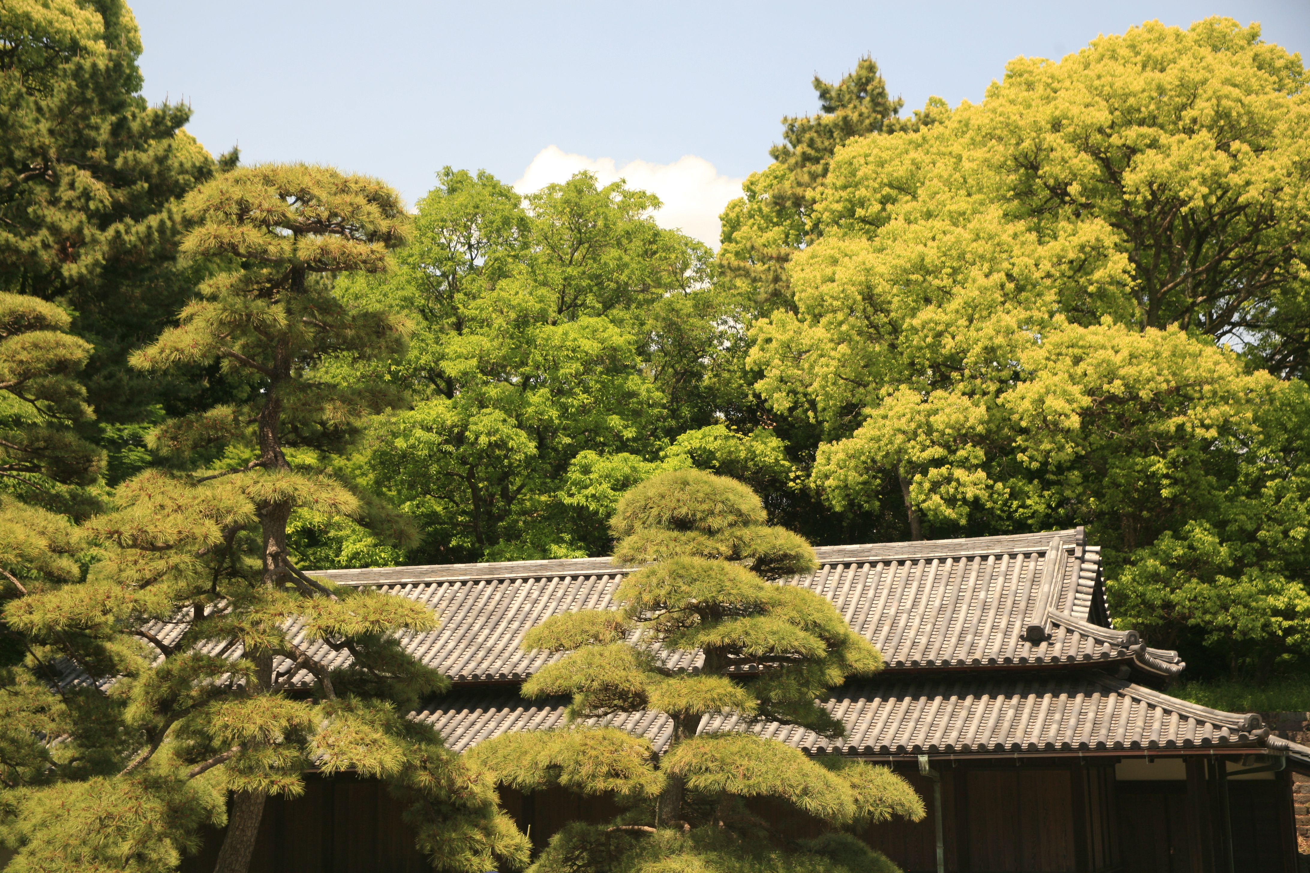 The roof of the Imperial Palace peeks between bright green tree branches which tower above