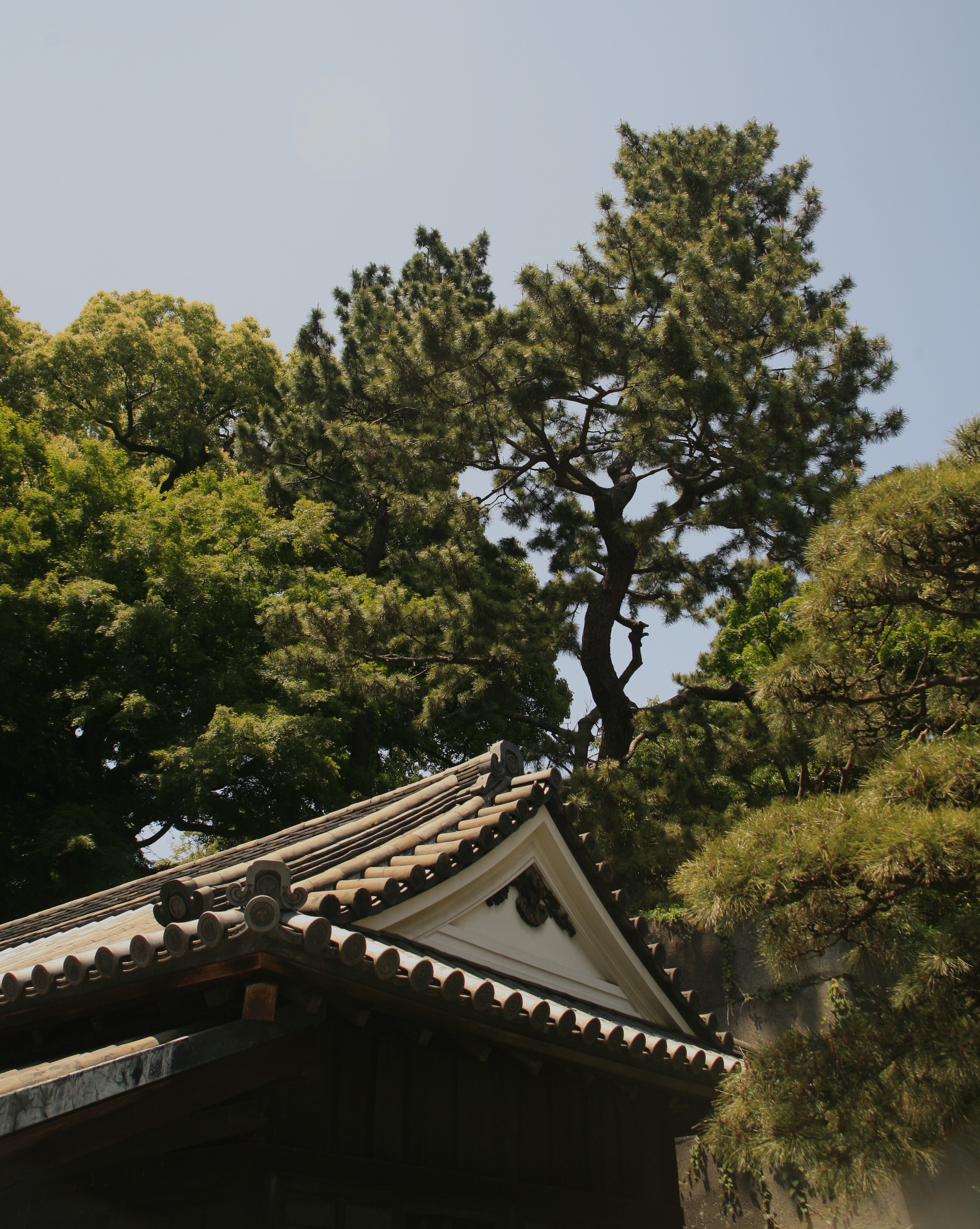 The roof of the Imperial Palace peeks between bright green tree branches which tower above